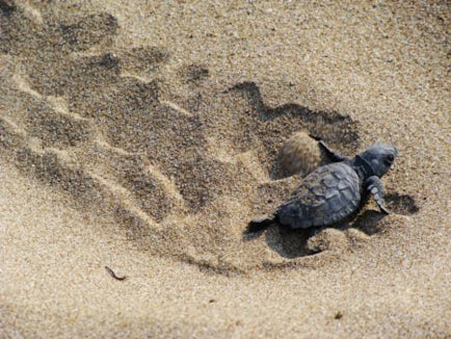 WWF: Το φετινό ρεκόρ ωοτοκίας της Caretta &amp; οι δράσεις προστασίας