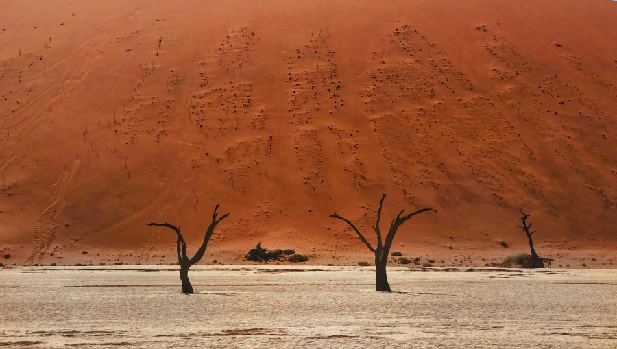 WWF: Η θερμότερη χρονιά (για τώρα…)