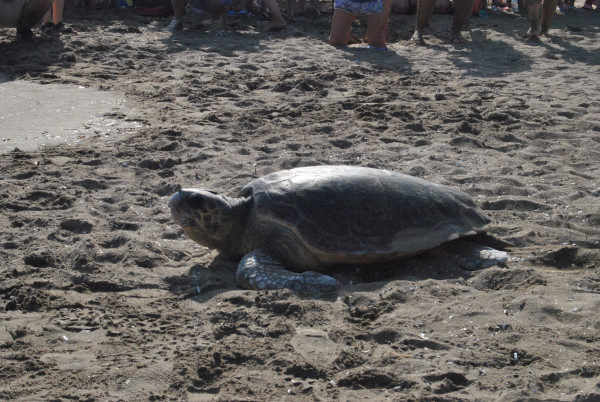 Νέο ρεκόρ φωλιών της θαλάσσιας χελώνας Caretta caretta στη Ζάκυνθο