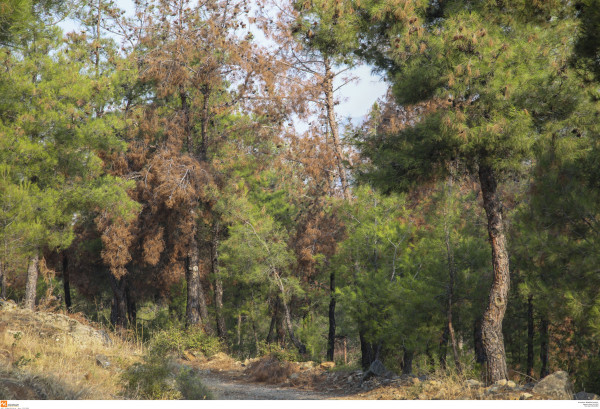 Ξεκίνησε η λειτουργία των υπερσύγχρονων ραντάρ πυρανίχνευσης στο Σέιχ Σου