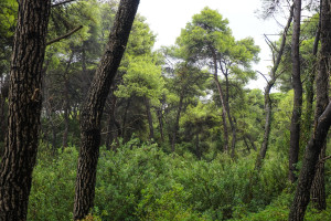 Απαγόρευση κυκλοφορίας σήμερα 16 Ιουλίου σε περιοχές Natura και Δάση της ΠΕ Κοζάνης
