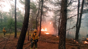 Τί μας δείχνει ο Έβρος για τις δασικές πυρκαγιές