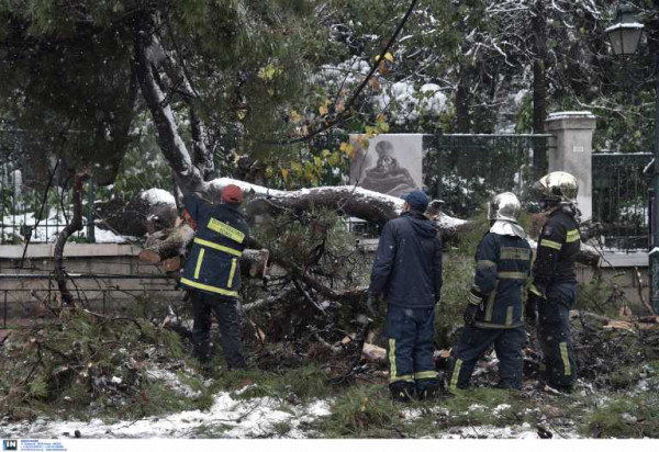 ΥΠΕΝ: Απλοποιείται η διαδικασία για κλαδεύσεις και απομακρύνσεις δέντρων σε ιδιωτικές εκτάσεις