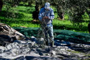 Η Μινέρβα επενδύει στο μέλλον της βιωσιμότητας και υποστηρίζει την ελληνική γεωργία με νέα πρωτοβουλία