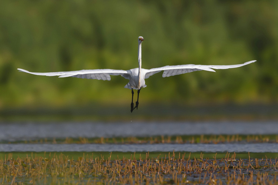 Παγκόσμια ημέρα περιβάλλοντος στη Λέσβο, με παρατήρηση των πουλιών στους υγρότοπους
